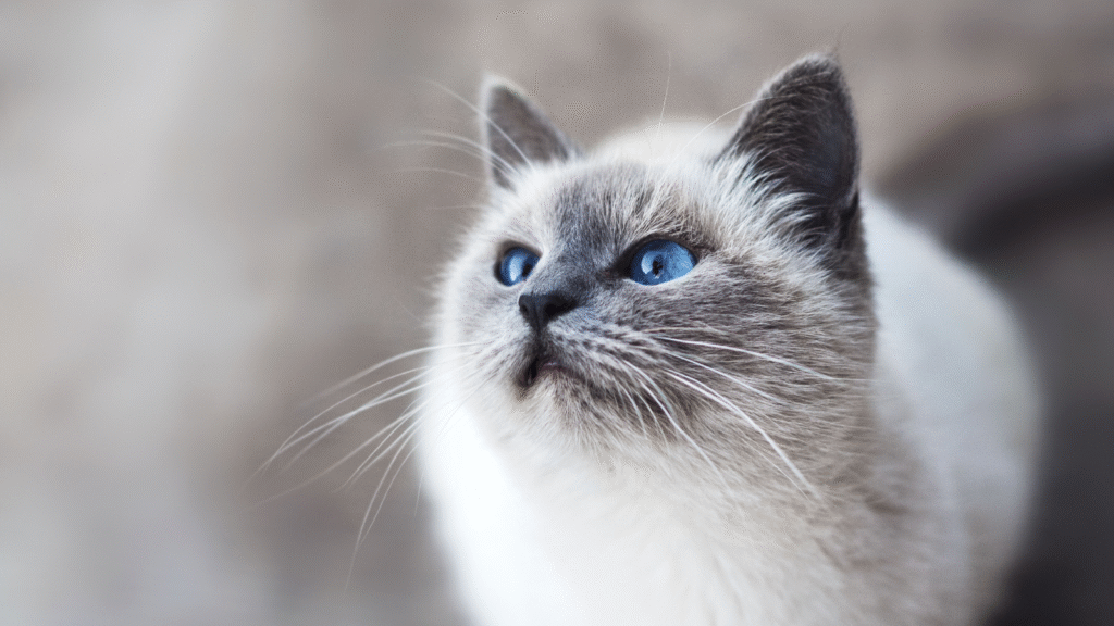 A close-up view of a Siamese cat with striking blue eyes.