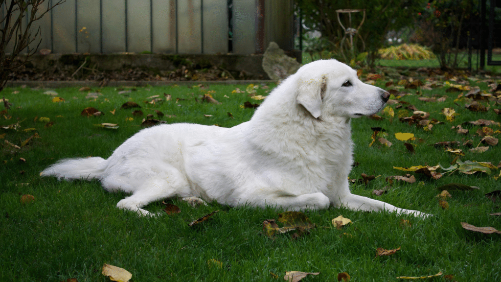 White dog lying on grass surrounded by autumn leaves.