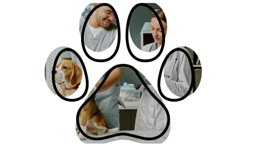 Dog and cat wellness exams in Kansas City vet clinic