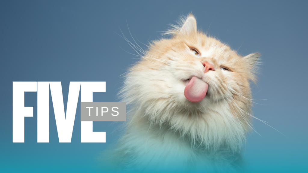 Senior Pet Care for dogs and cats at Animal Medical Center KC in Kansas City, MO