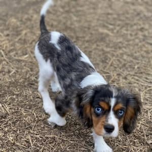 little cute dog with blue eyes