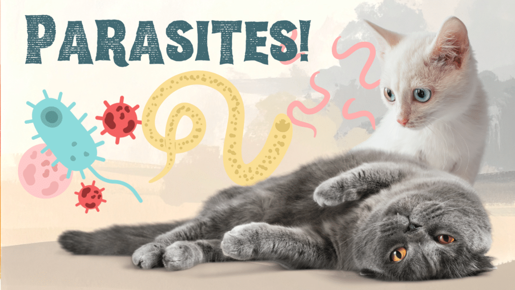 Dog scratching from fleas during a parasite check at Animal Medical Center KC in Kansas City, Missouri