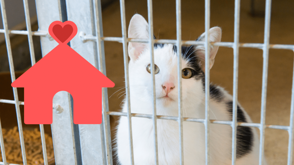 Family adopting a shelter cat in Kansas City with support from Animal Medical Center of Kansas City