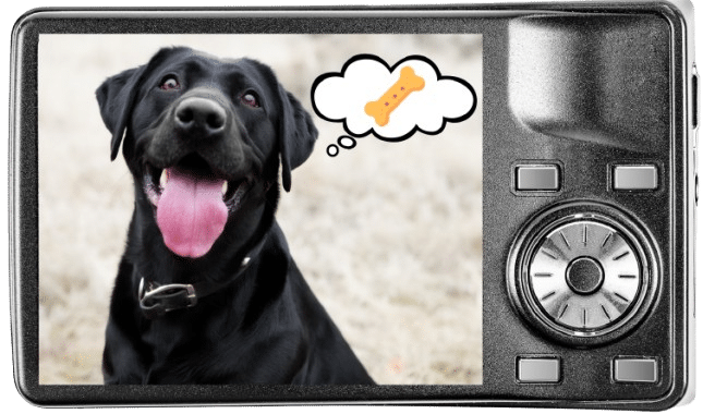 Digital camera screen showing a black dog thinking about a treat