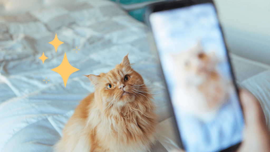 Person taking a pet photo on their phone of an orange cat in Kansas City, MO