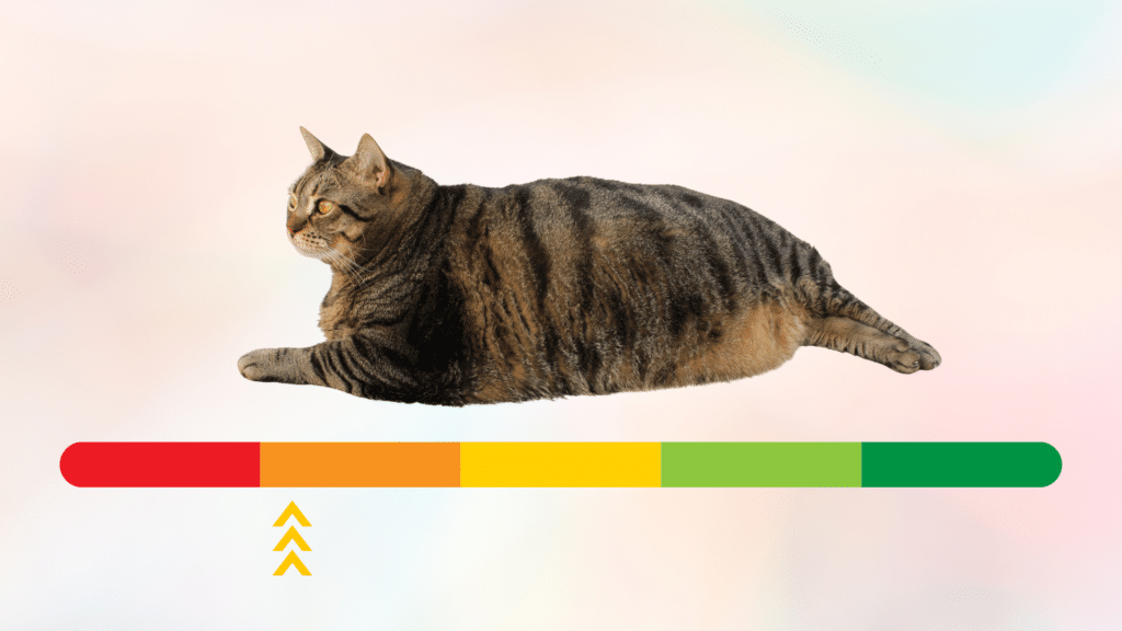 Overweight cat above a red to green scale for Animal Medical Center of Kansas City in Kansas City, MO