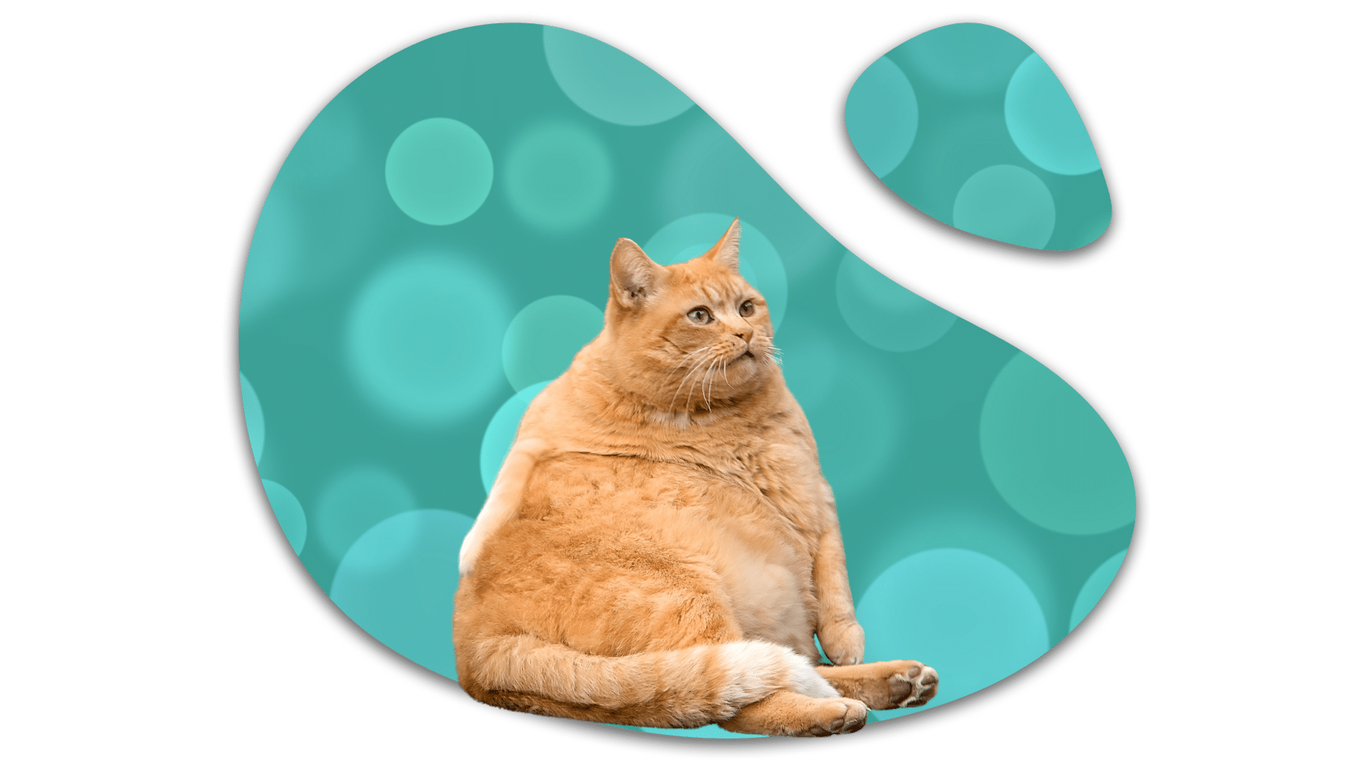Obese orange cat representing weight concerns in Kansas City, MO