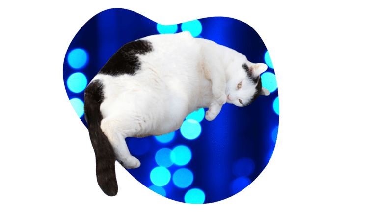 Overweight black and white cat that needs guidance from Animal Medical Center of Kansas City
